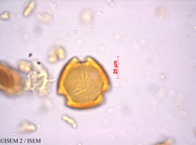 Audouinia capitata - lame n° 24131